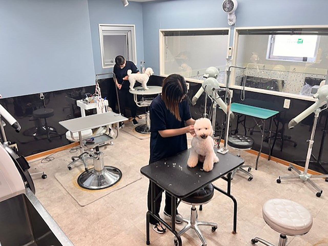 Dog Care House Motomachi(ドッグケアハウス元町)