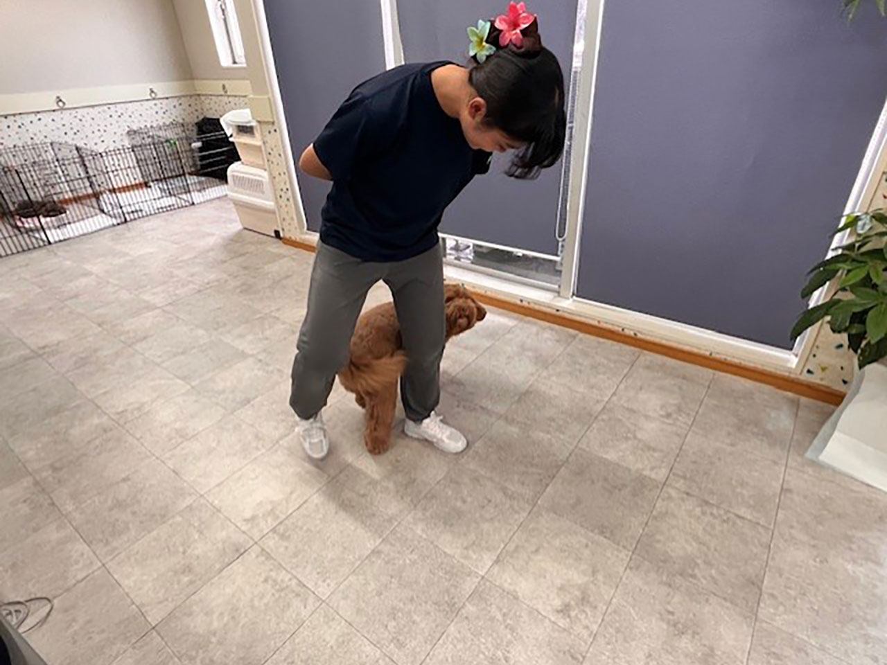 Dog Care House Motomachi(ドッグケアハウス元町)